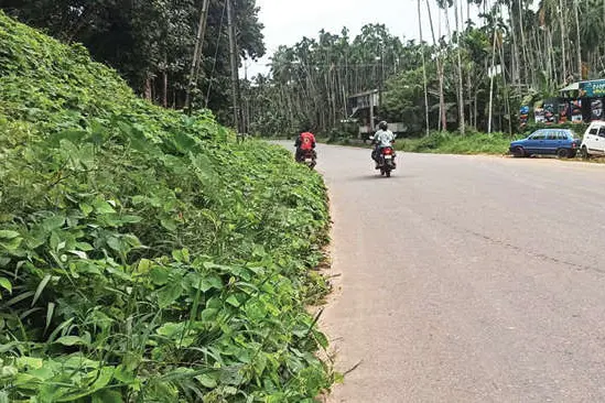 മലയോര ഹൈവേയെ കാട്ടുവള്ളികൾ ‘വിഴുങ്ങുന്നു’