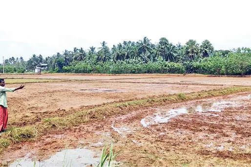 മഴ കാത്ത് കർഷകർ; വയലുകൾ ഉണക്കഭീഷണിയിൽ