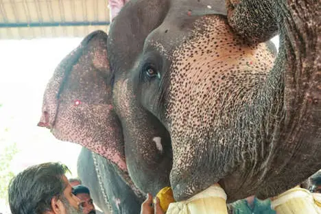 മഹാഗണപതിക്ഷേത്രത്തിൽ ആഘോഷമായി വിനായകചതുർഥി