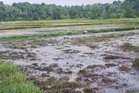 കാലംതെറ്റി മഴ, താളംതെറ്റി കൃഷി