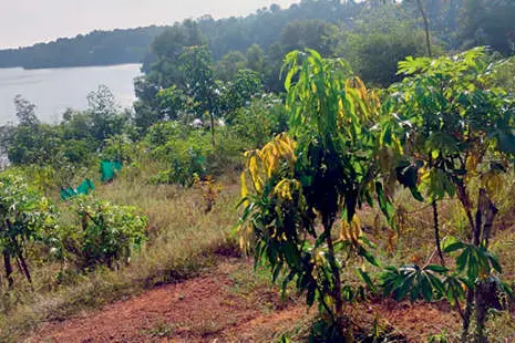 ശാസ്താംകോട്ട തടാകതീരം പച്ചപ്പണിയുന്നു