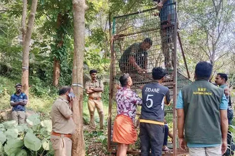 പാലക്കയം വാക്കോടനിൽ ആടിനെ പുലി കടിച്ചുകൊന്നു