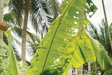 വാഴയില തിന്നൊടുക്കി കമ്പിളിപ്പുഴു