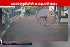 താമരശ്ശേരിയിൽ കാട്ടുപന്നി ശല്യം രൂക്ഷം; വീട്ടിൽ പോലും സുരക്ഷിതത്വമില്ലെന്ന് അക്രമത്തിൽ പരിക്കേറ്റ ഗൃഹനാഥൻ