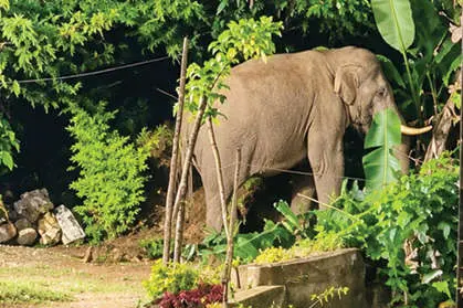 കാട്ടിലും നാട്ടിലും ആന