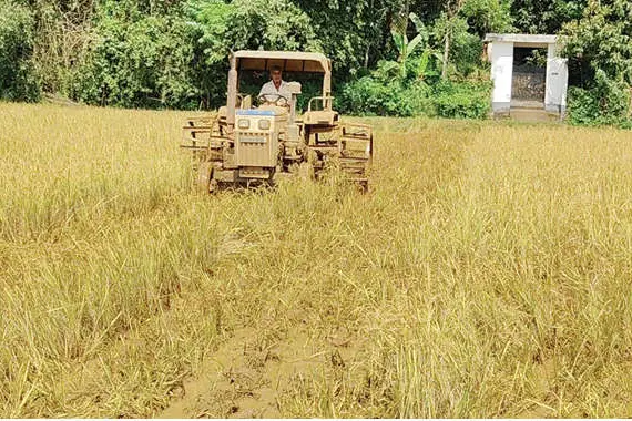 കളയും പതിരും നിറഞ്ഞു; ചുനങ്ങാട്ട് 20 ഏക്കർ ഒന്നാംവിള ഉഴുതുമറിച്ചു