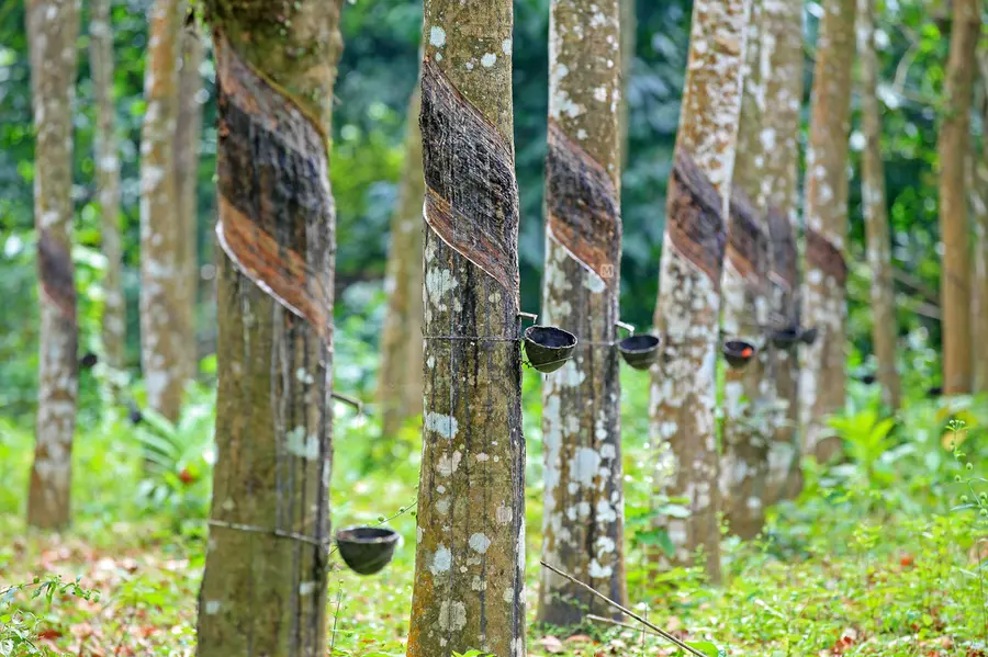 ചൂടിൽ തളർന്ന് റബ്ബർ; ഉത്പാദനം താഴേക്ക്; 54,000 റബ്ബർക്കർഷകർ ആശങ്കയിൽ