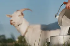പശുവിൻ പാലിനേക്കാൾ നല്ലതാണോ ആട്ടിൻപാൽ ? അറിഞ്ഞിരിക്കാം