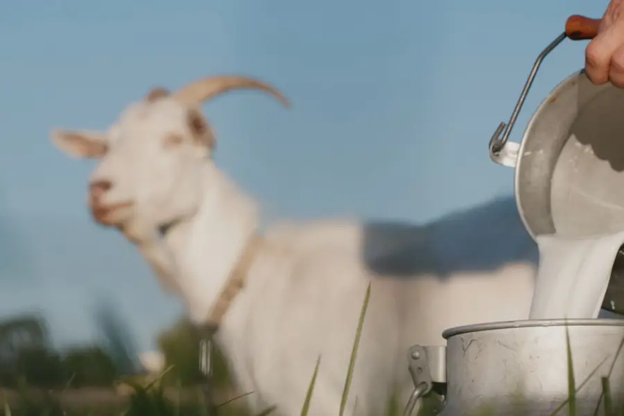 goat milk