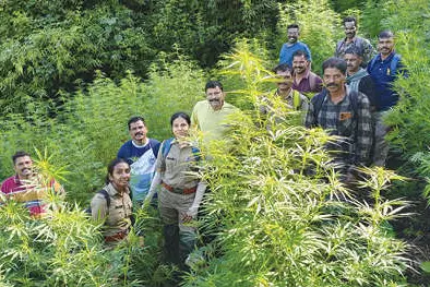 അട്ടപ്പാടിയിൽ വൻ കഞ്ചാവുവേട്ട: 1566 ചെടികൾ നശിപ്പിച്ചു
