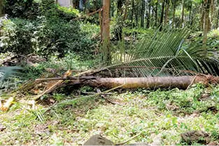 കാട്ടാനഭീതിയിൽ ചിറ്റാരിയിലെ ജനങ്ങൾ
