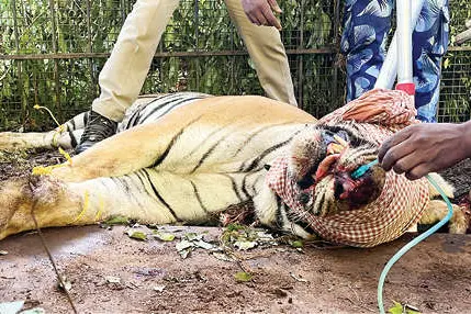 ഓവേലിയിലെ കടുവ കൂട്ടിൽ