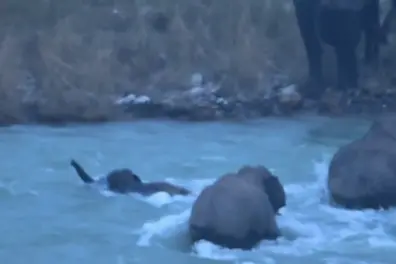 Mother elephant rescues month-old calf from Kosi River currents in Uttarakhand