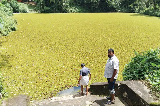 ശാസ്താംകുളം ശരിയായാൽ കൃഷി പച്ചപിടിക്കും