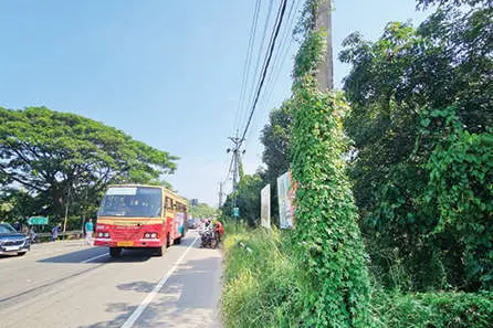 ‘വള്ളി പിടിച്ച്’ ഏനാത്തെ വൈദ്യുതത്തൂണുകൾ