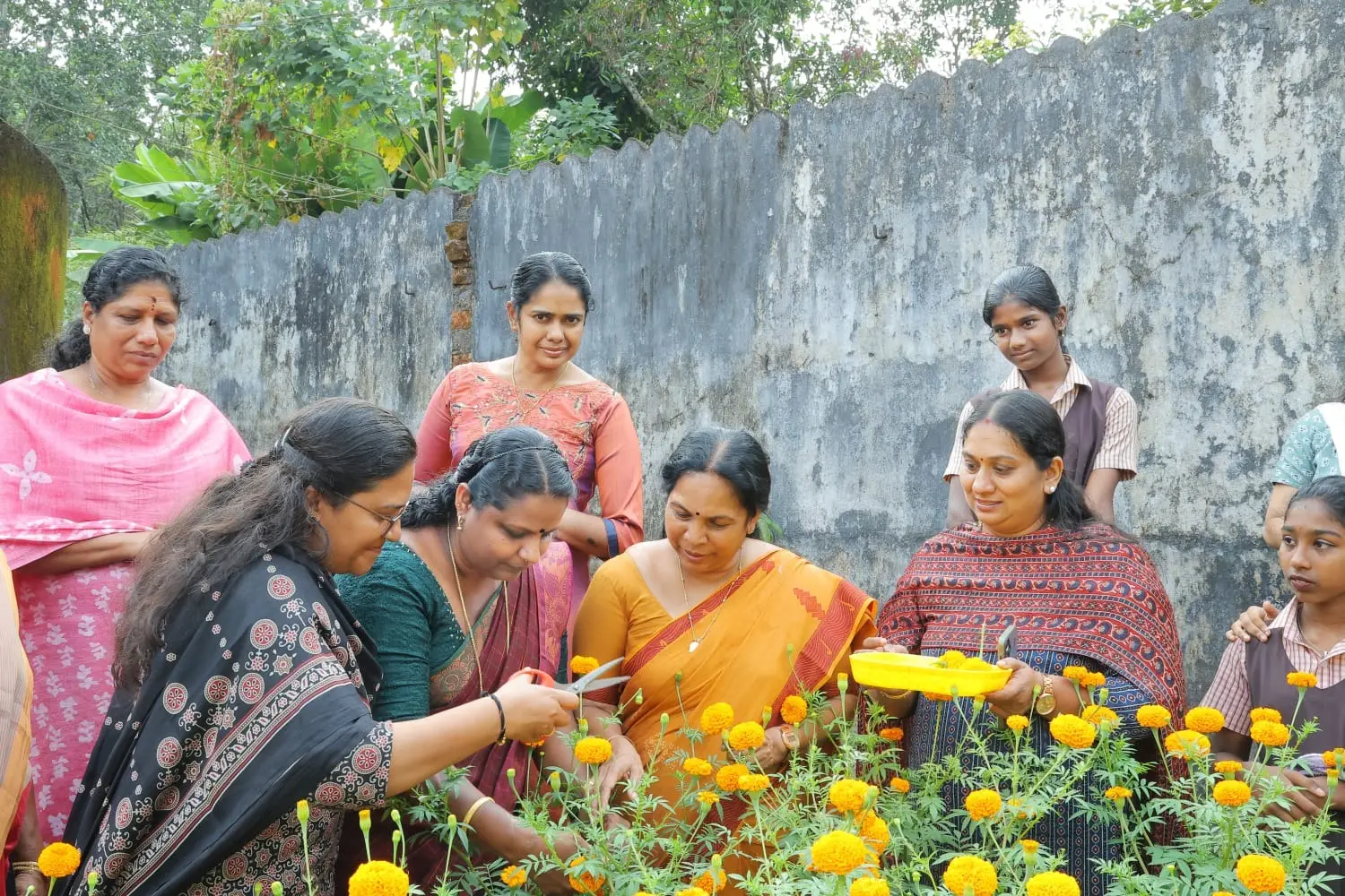 20RMd5
കോരുത്തോട് സി.കെ.എം. ഹയർസെക്കൻഡറി സ്കൂളിലെ ചെണ്ടുമല്ലിപ്പൂ വിളവെടുപ്പ്