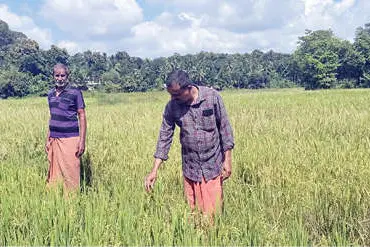 മാറിനിന്ന്‌ മഴക്കാലം; എരിക്കുളം വയലിൽ നെല്ലിനുപകരം പതിര് കൊയ്യേണ്ട സ്ഥിതി