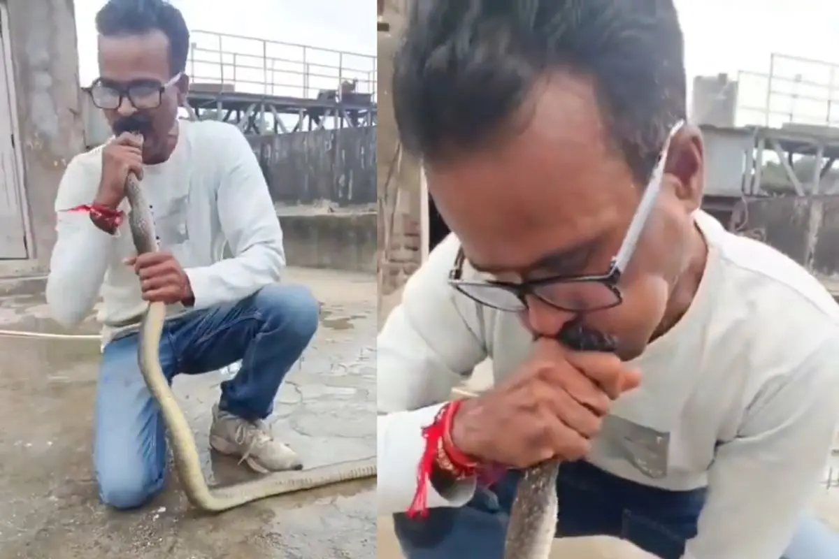 Snake was revived with artificial respiration