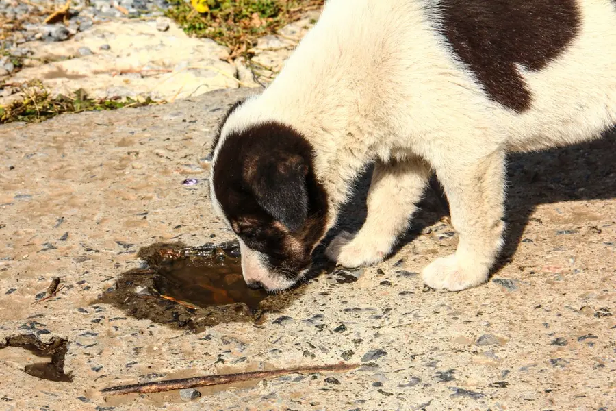 5 easy ways to help stray dogs survive the summer heat