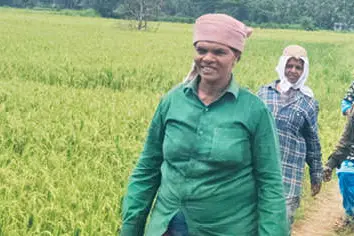 മഴയില്ല; നെൽക്കർഷകർ സങ്കടക്കടലിൽ
