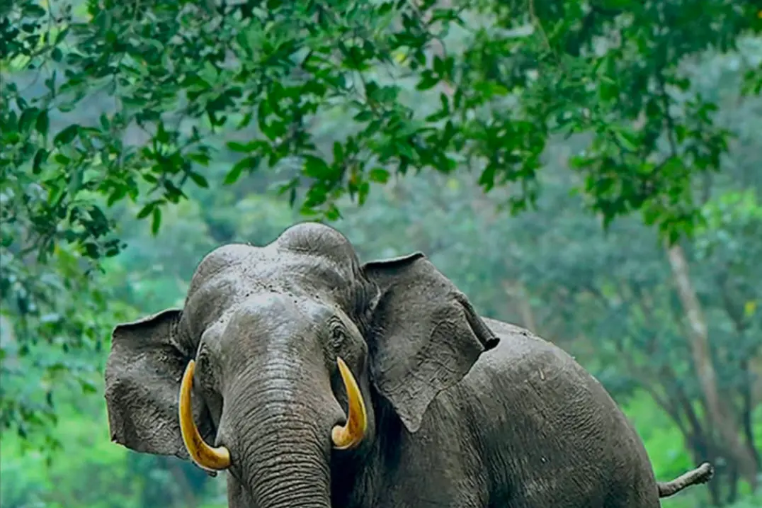 ജീപ്പിന്റെ മുന്നിൽ വഴിമുടക്കി മൂടോടെ ഇളക്കിയിട്ട മുള, അതിനു പിന്നിലായി പാതി ഇരുട്ടിൽ ചെമ്മണ്ണിൽക്കുളിച്ച് ഭയാനകരൂപം!