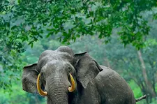 ജീപ്പിന്റെ മുന്നിൽ വഴിമുടക്കി മൂടോടെ ഇളക്കിയിട്ട മുള, അതിനു പിന്നിലായി പാതി ഇരുട്ടിൽ ചെമ്മണ്ണിൽക്കുളിച്ച് ഭയാനകരൂപം!