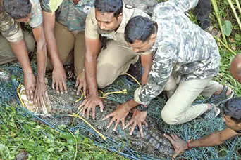 ഭീതിപരത്തിയ മുതല വലയിൽ കുടുങ്ങി