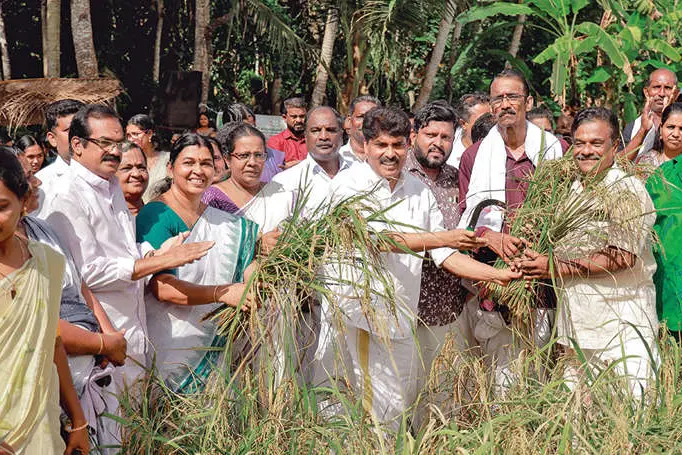 നെല്ലിക്കോണത്ത് ആഘോഷമായി കൊയ്ത്തുത്സവം