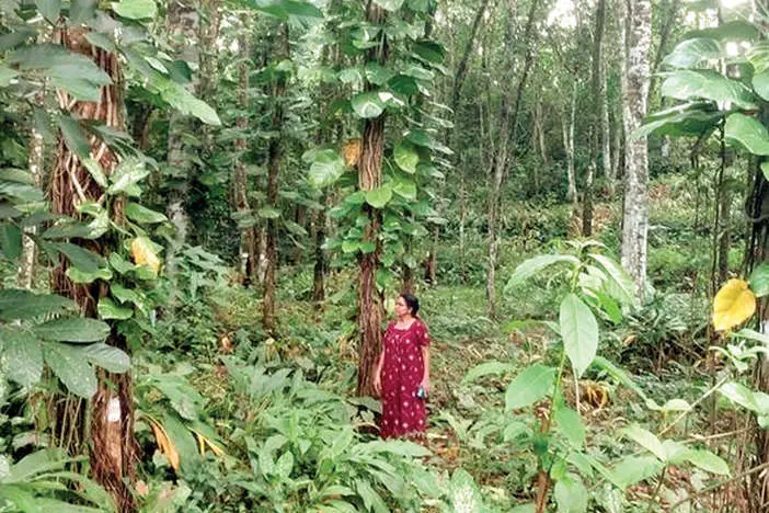 ലൈഫ് മിഷൻ ഫ്ലാറ്റ്: ഒന്നേകാൽ ഏക്കർ സ്ഥലം കാടുകയറി