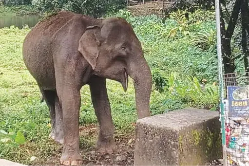 അവശനിലയിലായ കാട്ടാന മാങ്കുളത്ത് തിരിച്ചെത്തി