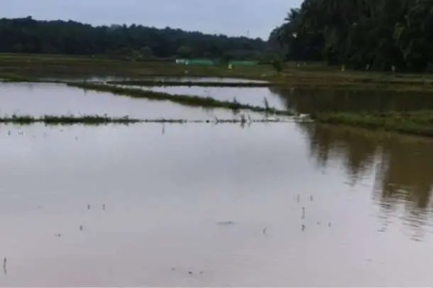 വരണ്ട പാടത്ത് ആശ്വാസമായി മഴ; രണ്ടാംവിളയിൽ കർഷകർക്ക് നേരിയ പ്രതീക്ഷ
