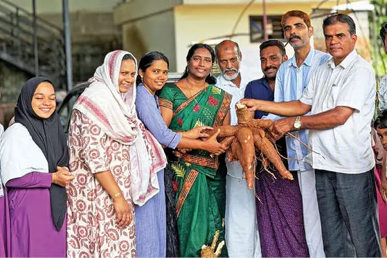അരയേക്കറിൽ കൃഷിയൊരുക്കി മഞ്ഞപ്പറ്റ എച്ച്.ഐ.എം. സ്കൂൾ