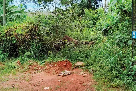 പുളിയഞ്ചേരിയിൽ കനാൽറോഡ് കാടുമൂടി നശിക്കുന്നു