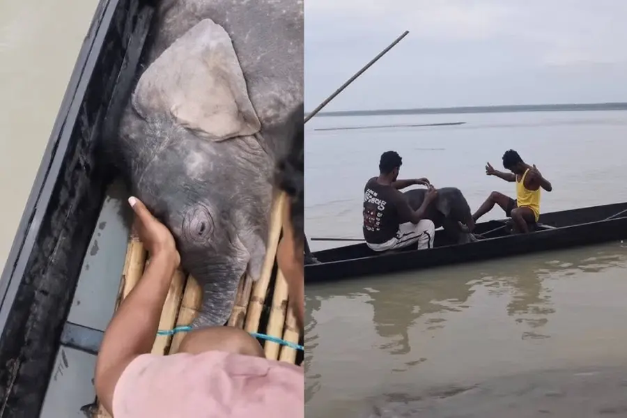 ഒഴുക്കിൽപ്പെട്ട കുട്ടിയാനയെ രക്ഷിച്ച് അമ്മയുടെ അടുത്തെത്തിച്ചു: കണ്ണീരണിയിക്കുന്ന കാഴ്ചയുടെ വീഡിയോ വൈറൽ