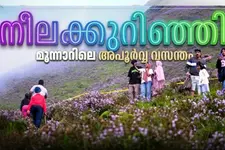 തീപിടിച്ചാലും നശിക്കാത്ത വേരുകൾ; വരും തലമുറയ്ക്കായി കാത്തുവെക്കേണ്ട അത്ഭുതം | Neelakkurinji