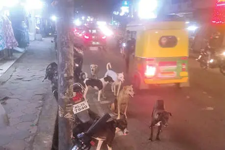 നെയ്യാറ്റിൻകരയിൽ തെരുവുനായ 3 പേരെ കടിച്ചു