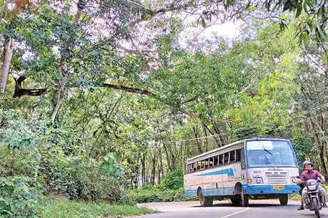 കുളക്കോട്-അരുവിക്കര റോഡിൽ അപകടഭീഷണിയായി അക്കേഷ്യ മരം