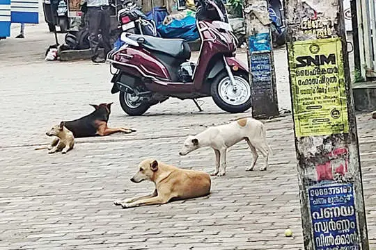 ചാരുംമൂട്ടിൽ ഭീതിപരത്തി തെരുവുനായ്ക്കൂട്ടം