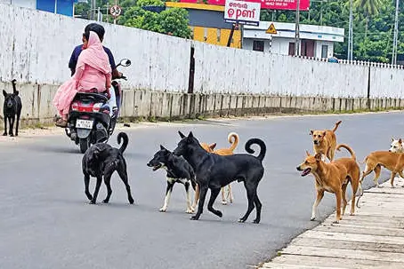 നഗരം കൈയടക്കി തെരുവുനായ്ക്കൾ