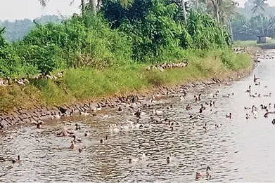 പഴങ്ങനാട്ടിൽ താറാവുവളർത്തൽകുറയുന്നു, ആവശ്യക്കാർ ഏറെ