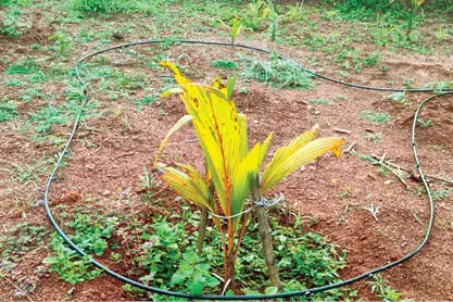 കുടിശ്ശികയുടെ പേരിൽ ജില്ലയിലെ ആദ്യത്തെ ഡ്രിപ്പ് ഇറിഗേഷൻ പദ്ധതി പൂട്ടി