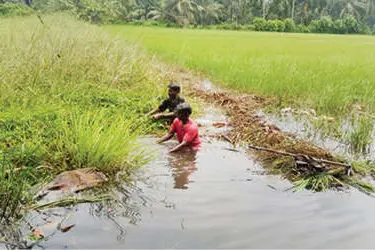 മദ്യക്കുപ്പികൾ പെറുക്കി, പാഴ്ച്ചെടികൾ നീക്കി; കരിങ്കുറപ്പാടം തോട് നാട്ടുകാർ വൃത്തിയാക്കി
