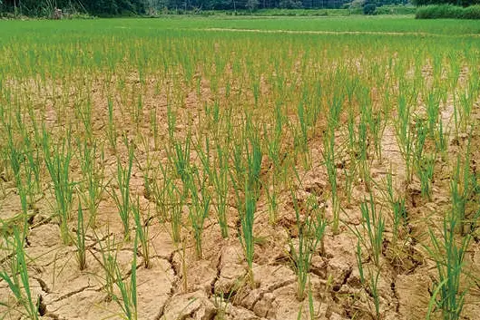 മഴയില്ല , പുഴയിൽ വെള്ളവുമില്ല; വരണ്ടുണങ്ങി പാടങ്ങൾ