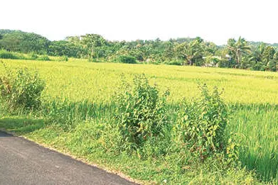 കുറ്റ്യേരി വയലിൽ കാട്ടുപന്നി ശല്യം