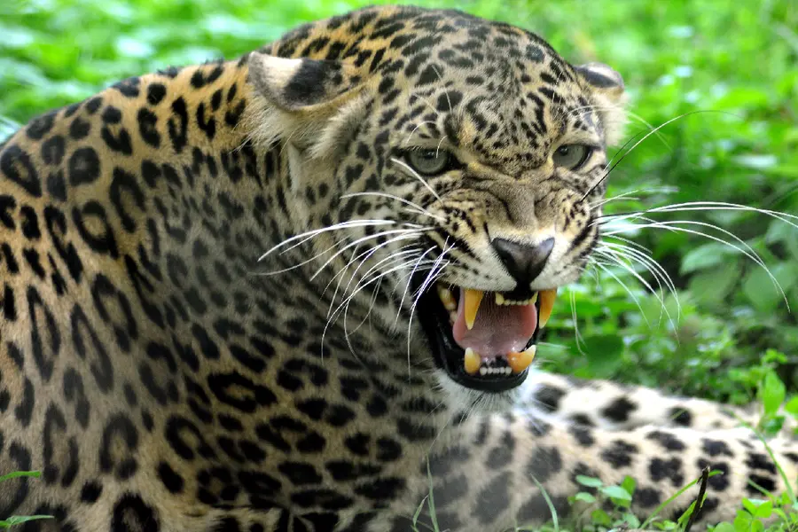 Leopard Attacks 5-Year-Old Child in Valparai Estate