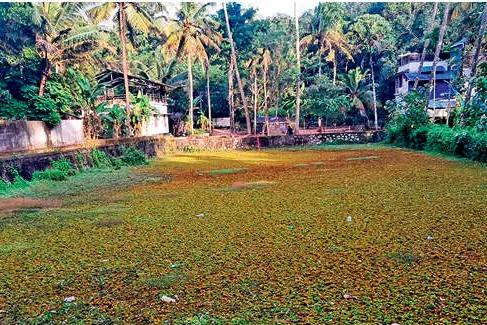 ചിങ്ങേലി കുളത്തിൽ നീന്തൽപരിശീലന കേന്ദ്രം; വാഗ്ദാനം പായൽ മൂടി