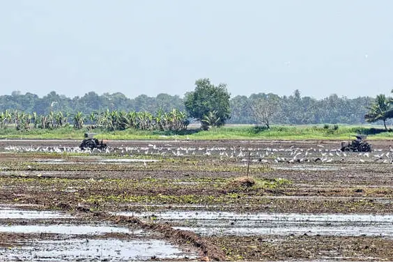 അപ്പർ കുട്ടനാട്ടിൽ പുഞ്ചക്കൃഷിയൊരുക്കം തുടങ്ങി