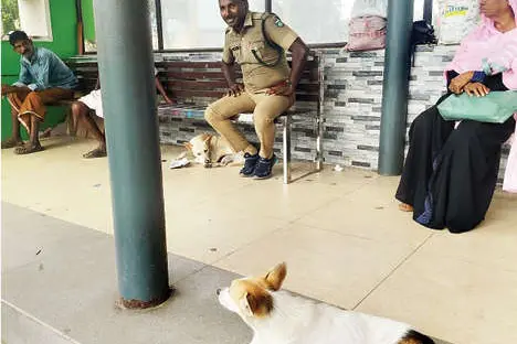 നേര്യമംഗലം ബസ് സ്റ്റാൻഡിൽ തെരുവുനായ്ക്കൂട്ടം