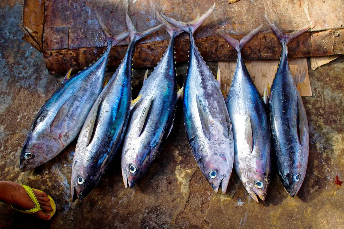 Tuna | Pic- Canva