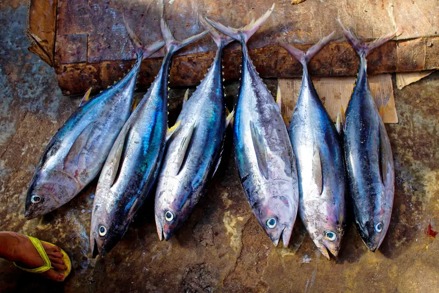 Tuna